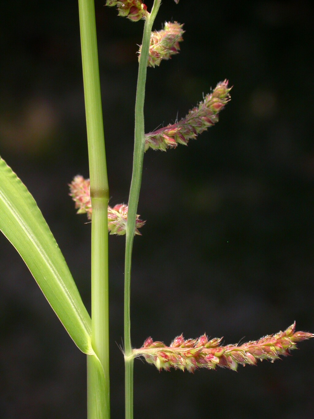 Echinochloa (hero image)