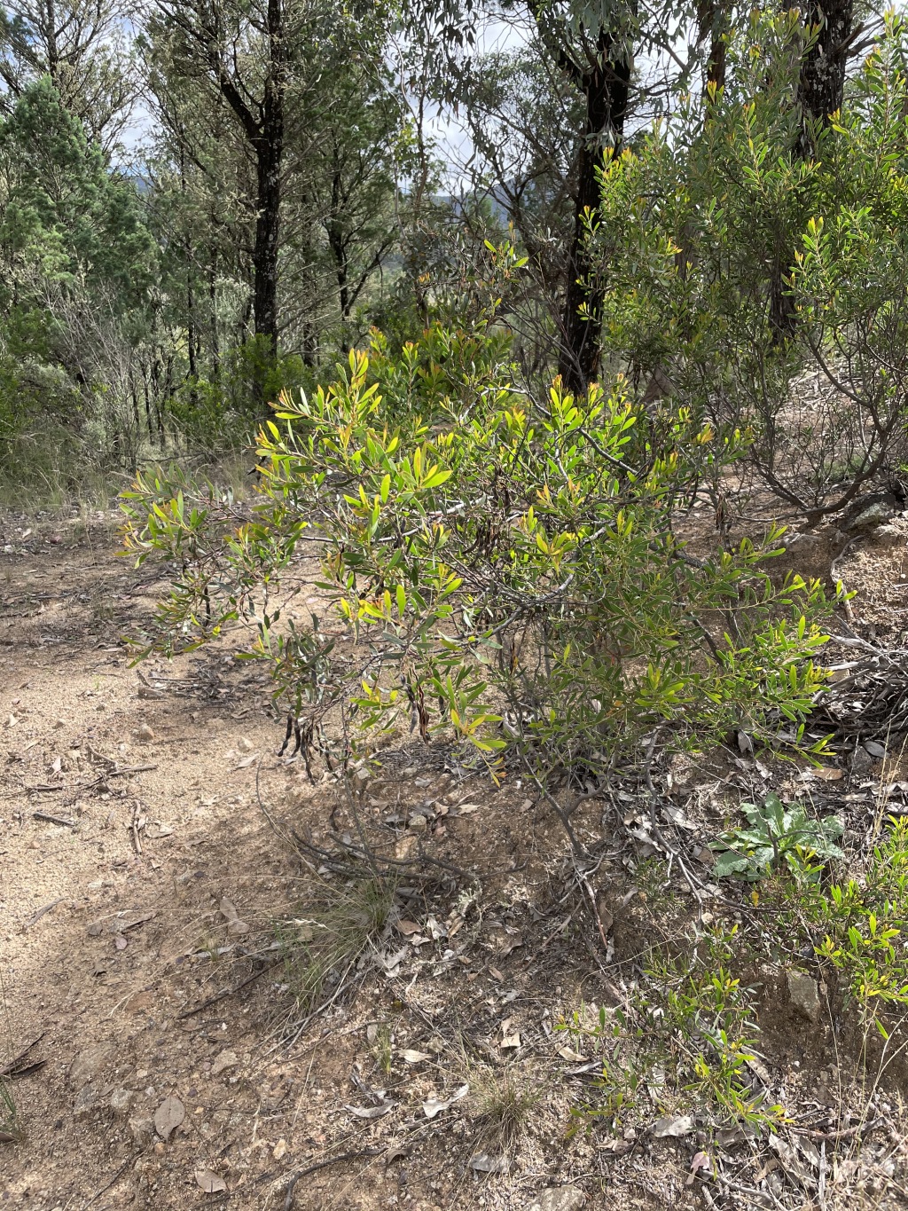 Acacia amoena (hero image)