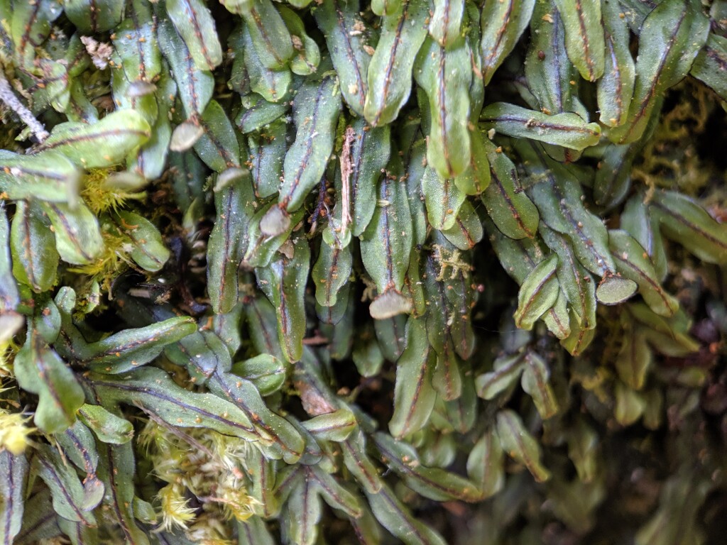 Hymenophyllum (hero image)