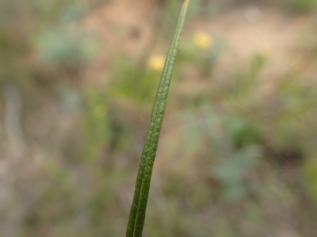 Cassinia venusta (hero image)