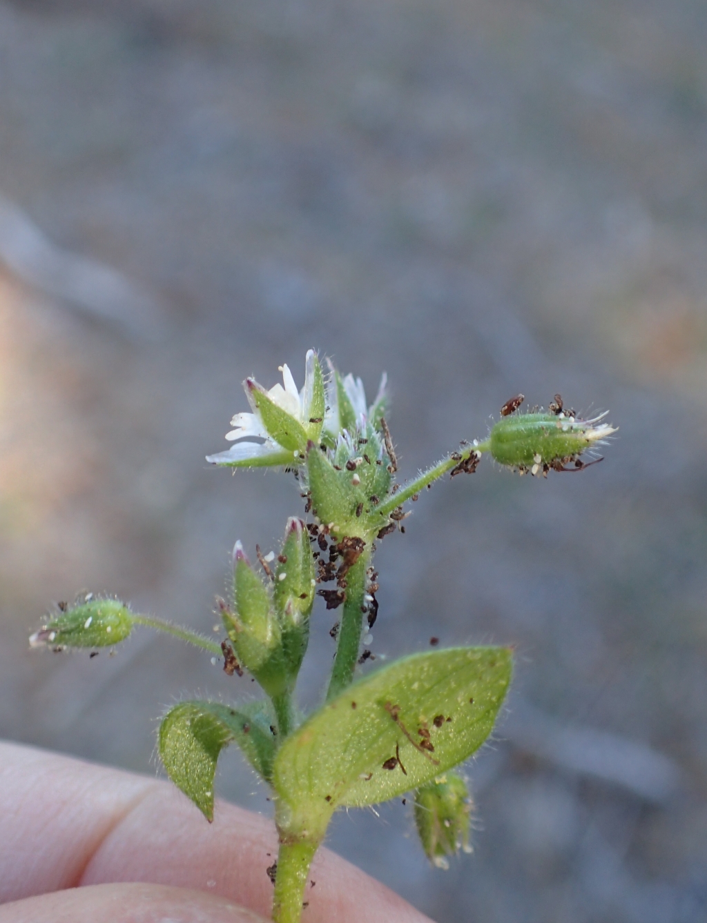 Cerastium pumilum (hero image)