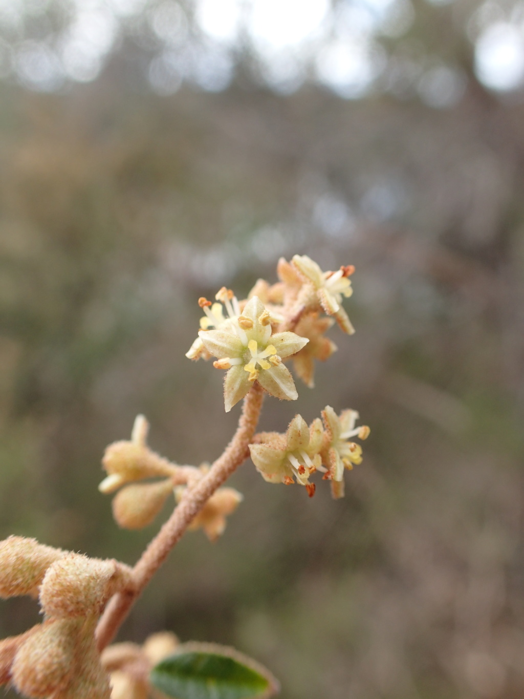 Pomaderris halmaturina subsp. continentis (hero image)