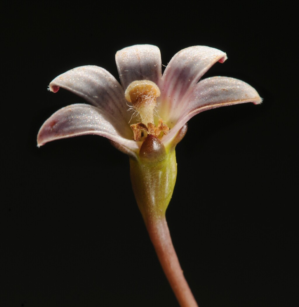 Goodenia radicans (hero image)