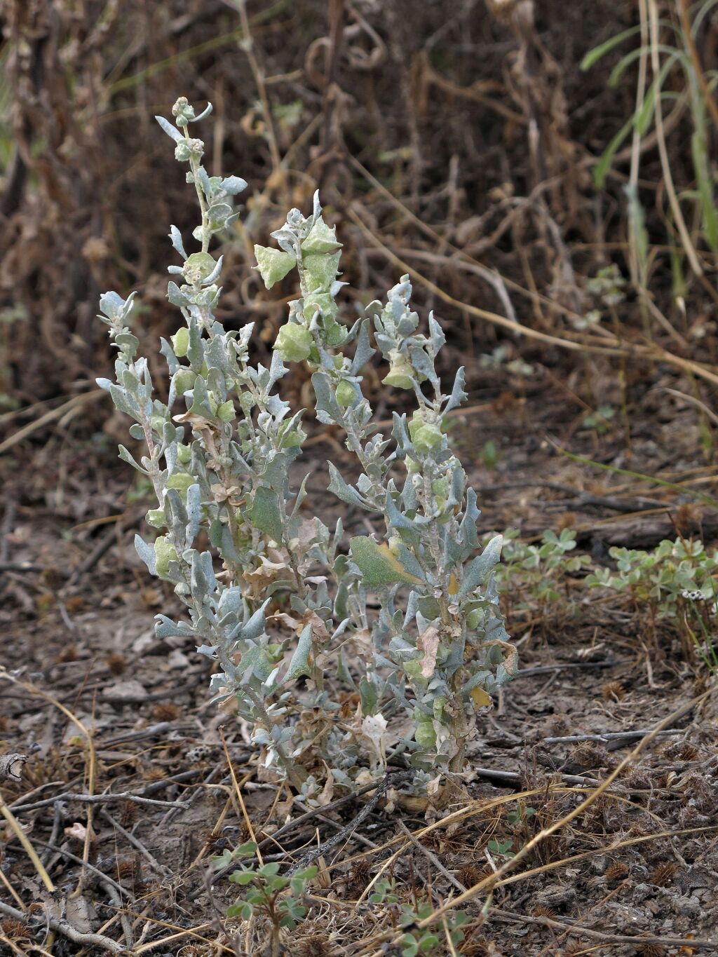 Atriplex lindleyi (hero image)