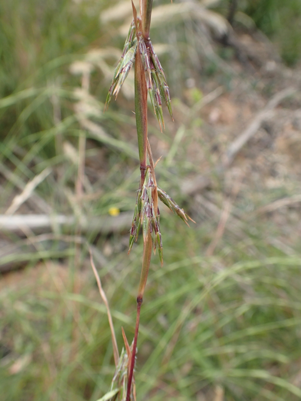 Cymbopogon refractus (hero image)