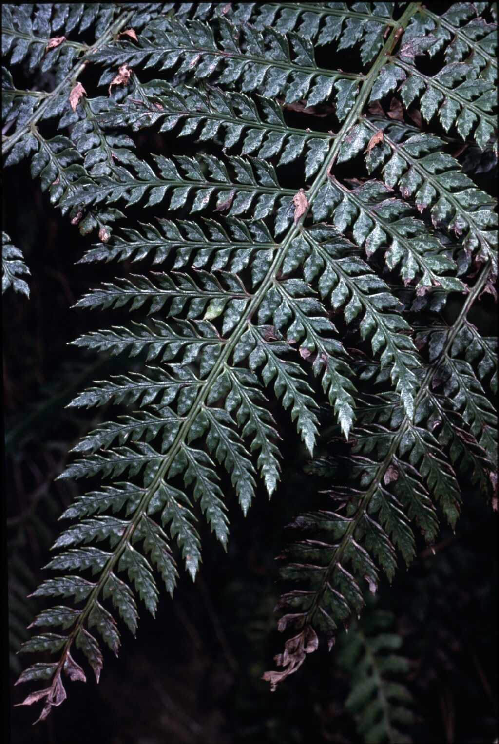 Polystichum formosum (hero image)