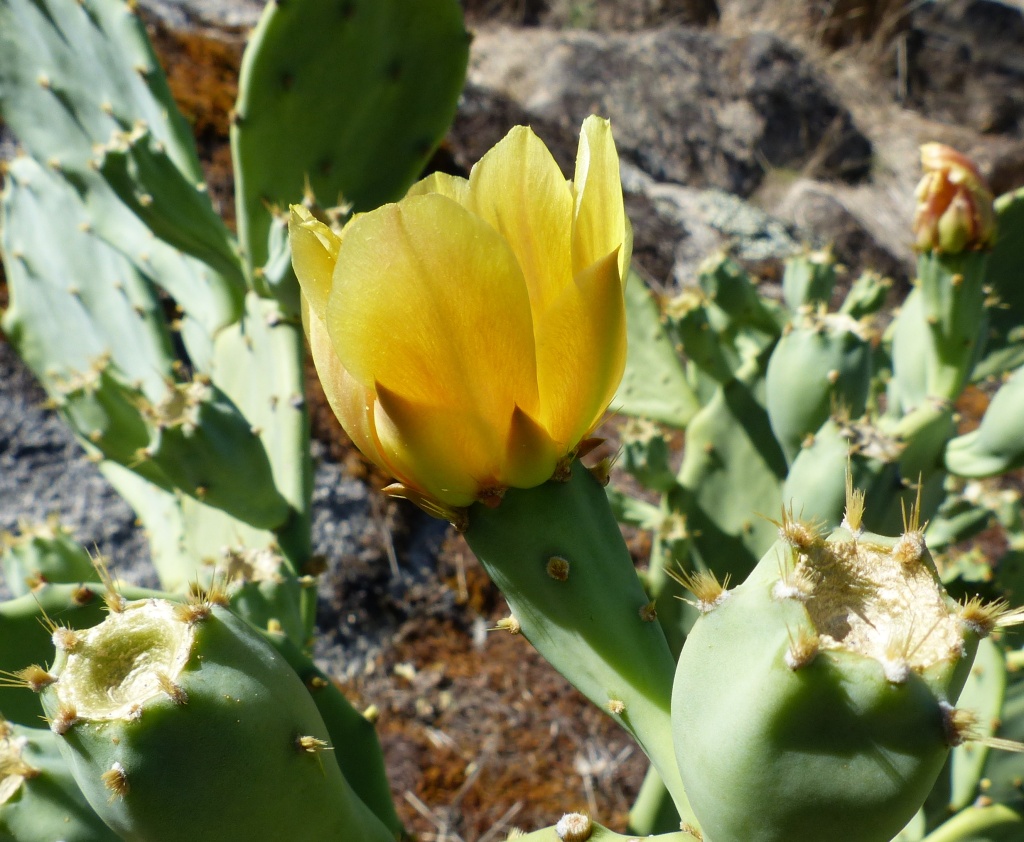 Opuntia (hero image)