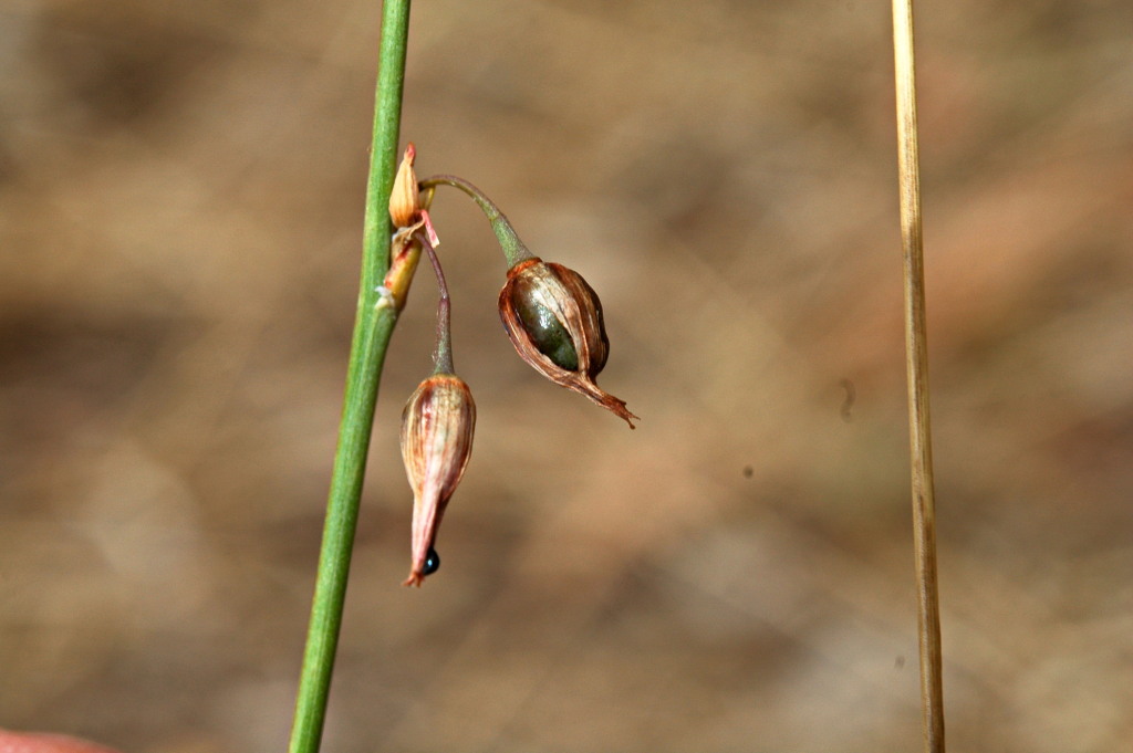 Arthropodium fimbriatum (hero image)
