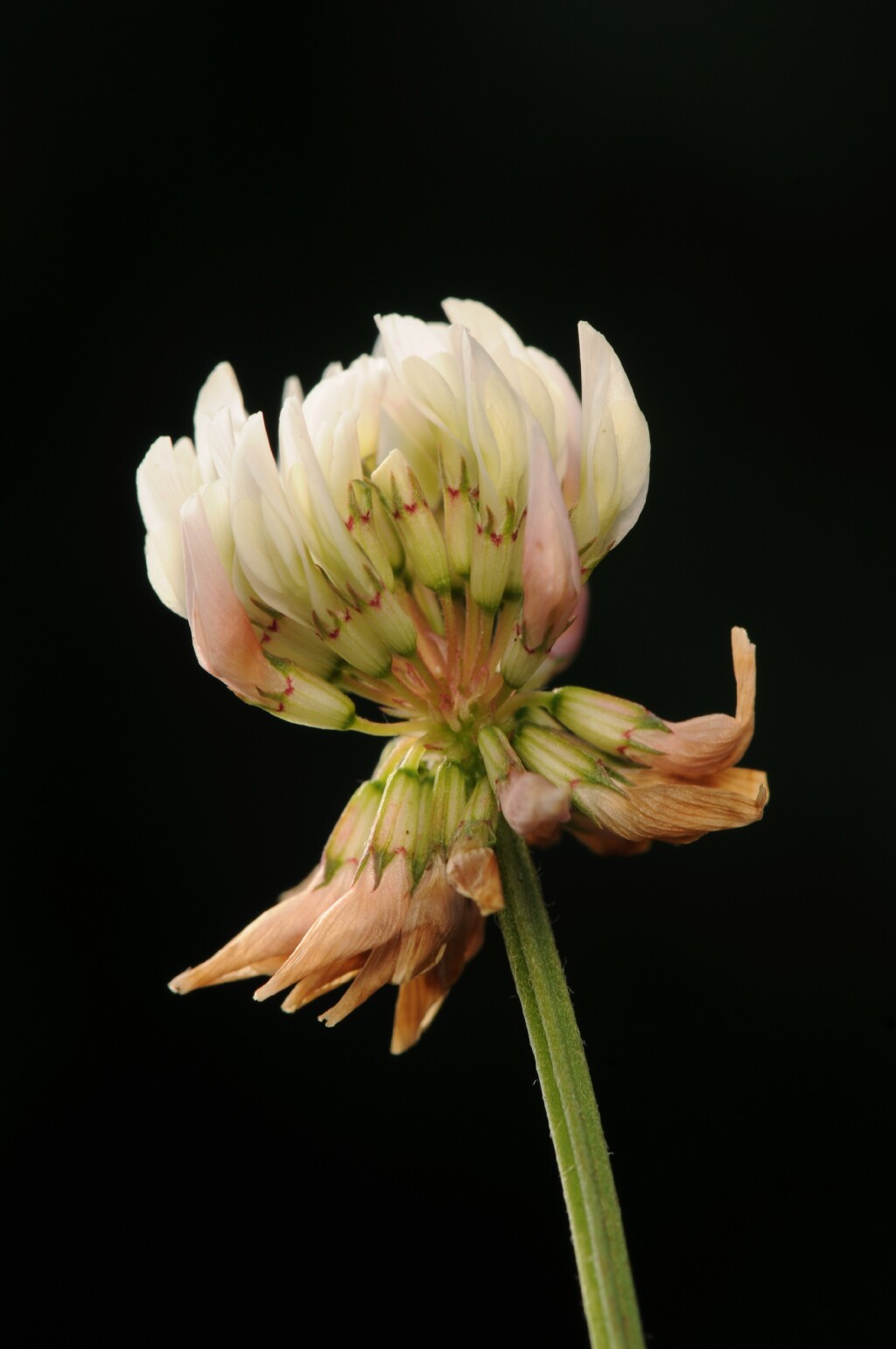 Trifolium (hero image)