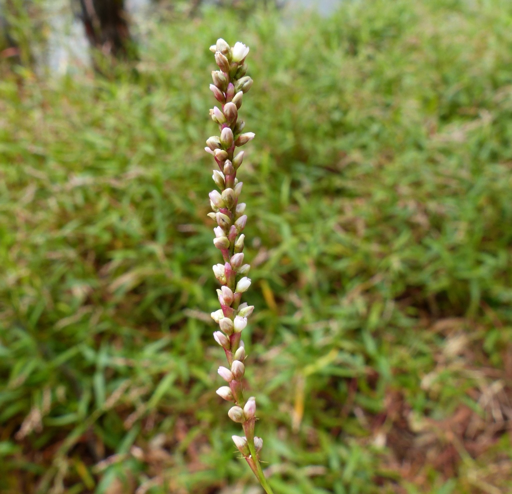 Persicaria (hero image)