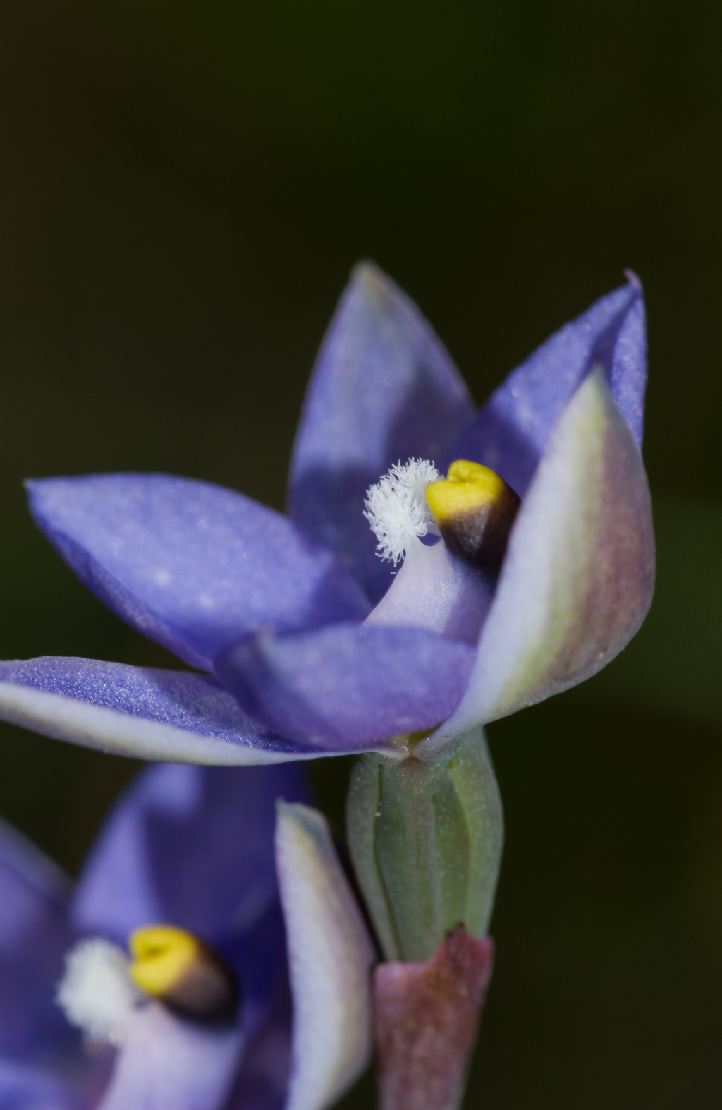 Thelymitra arenaria (hero image)
