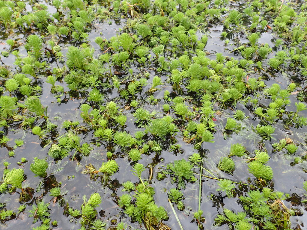 Myriophyllum aquaticum (hero image)