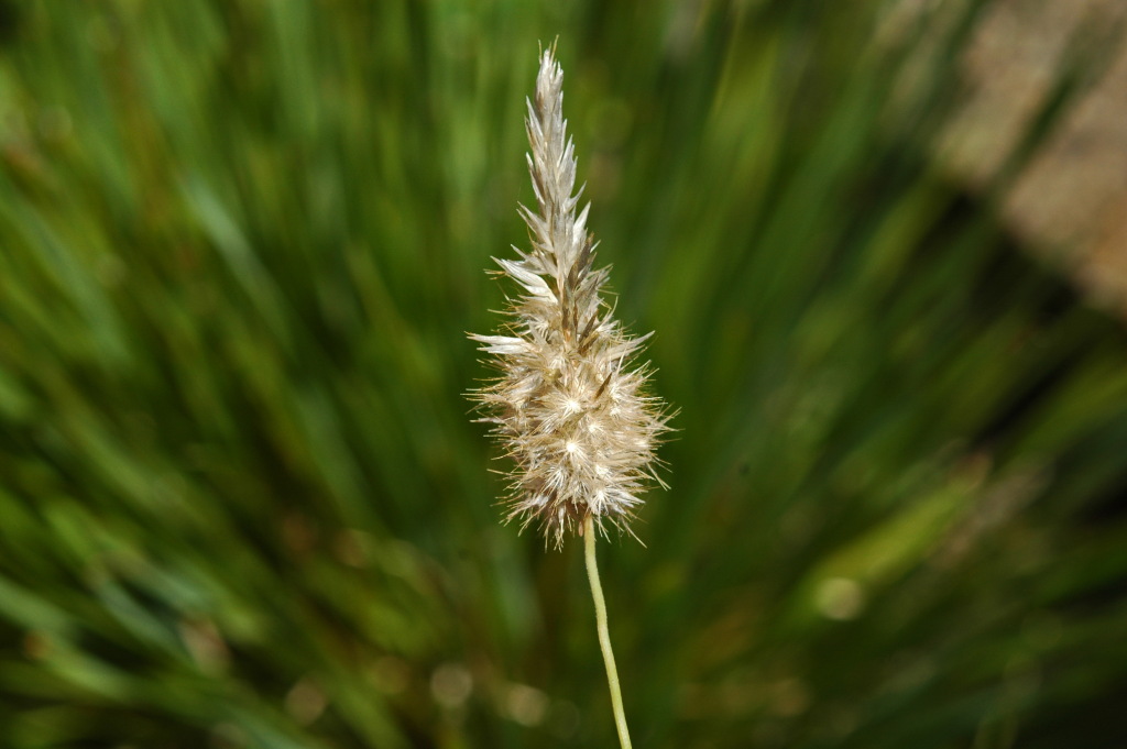 Enneapogon nigricans (hero image)