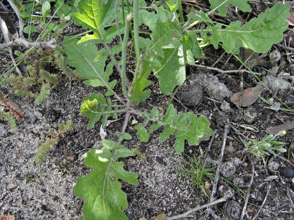 Brassica tournefortii (hero image)