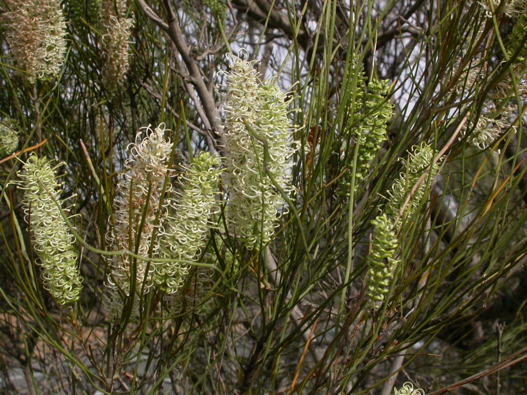 Grevillea pterosperma (hero image)