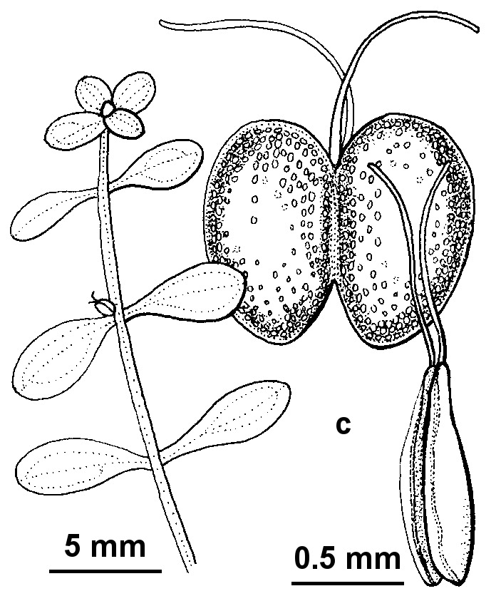 Callitriche brachycarpa (hero image)