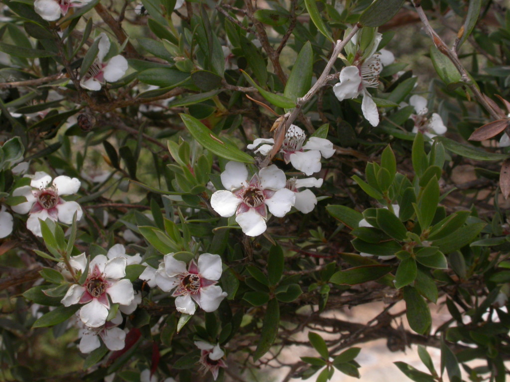 Leptospermum grandifolium (hero image)