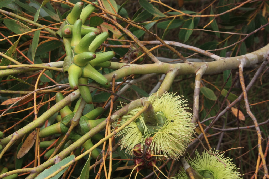 Eucalyptus conferruminata (hero image)