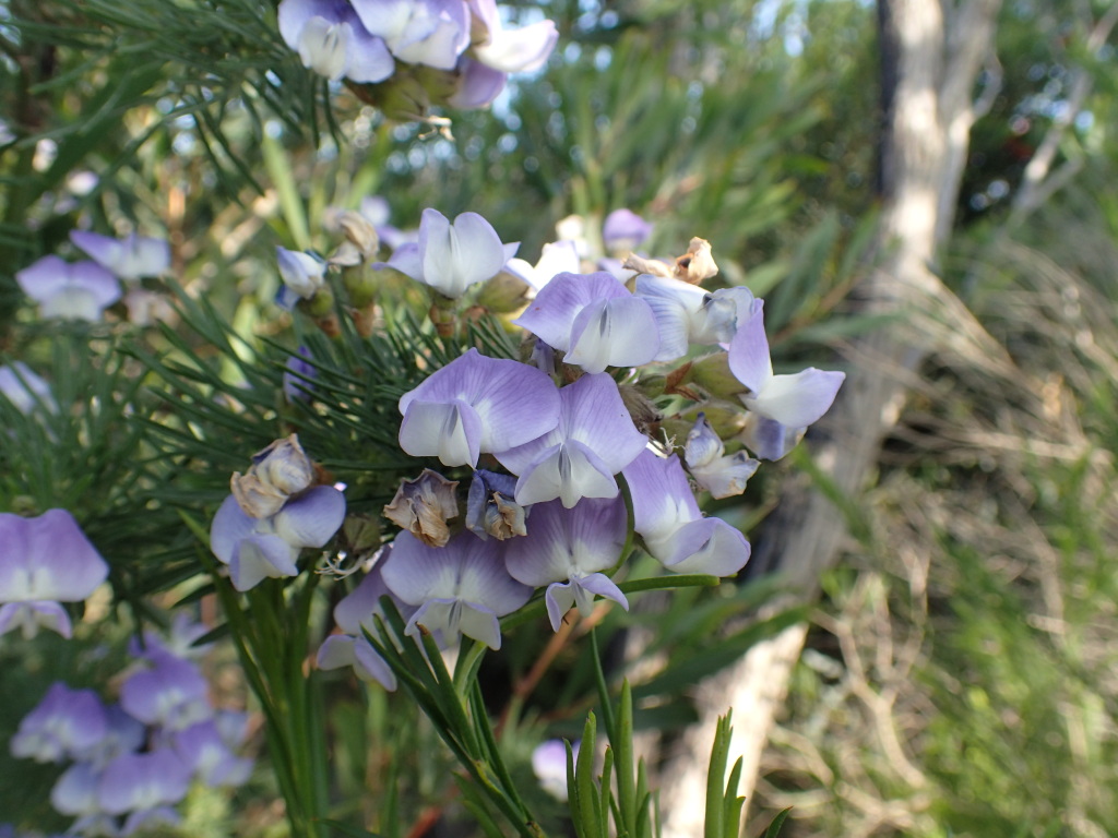 Psoralea arborea (hero image)