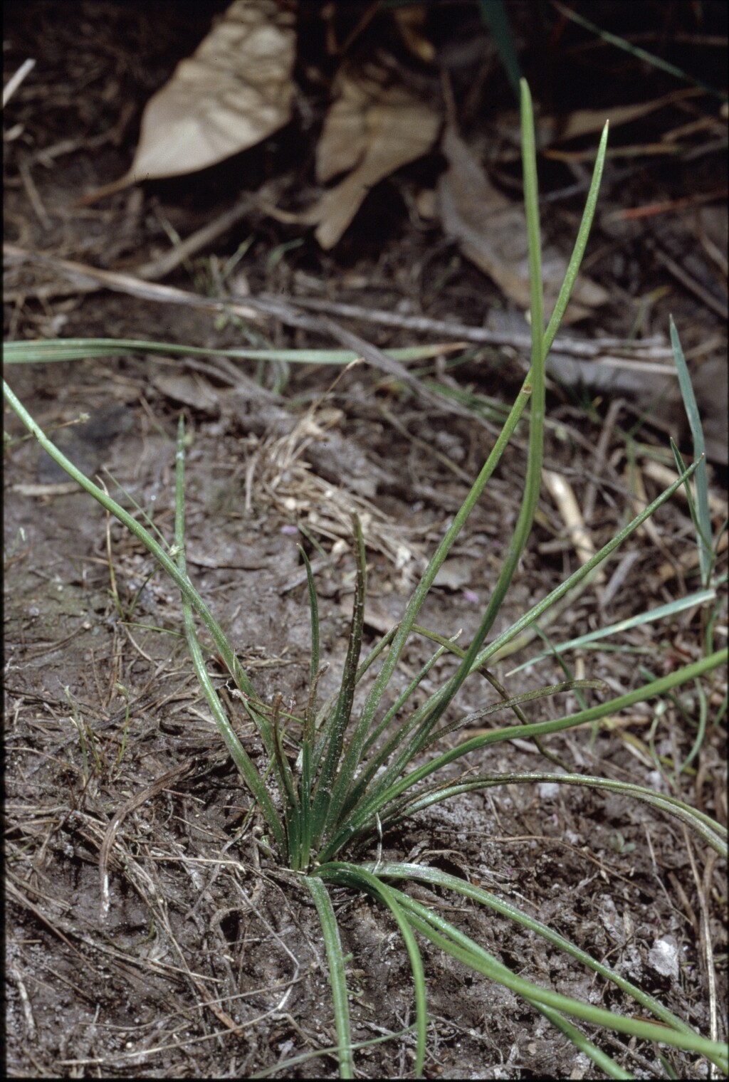 Isoetes drummondii (hero image)