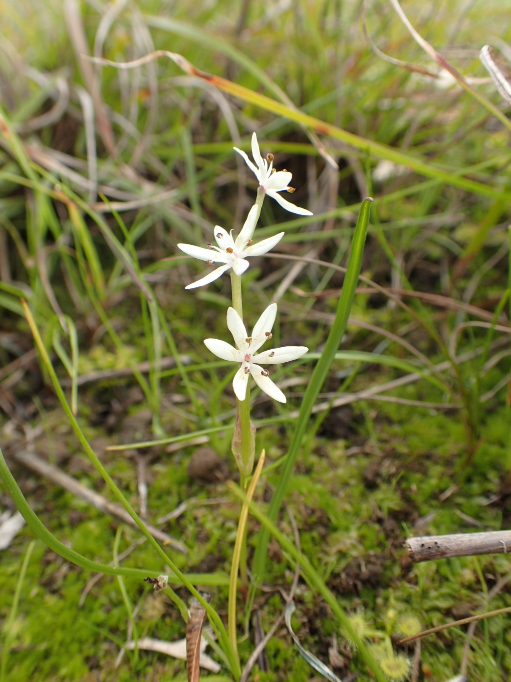 Wurmbea latifolia (hero image)