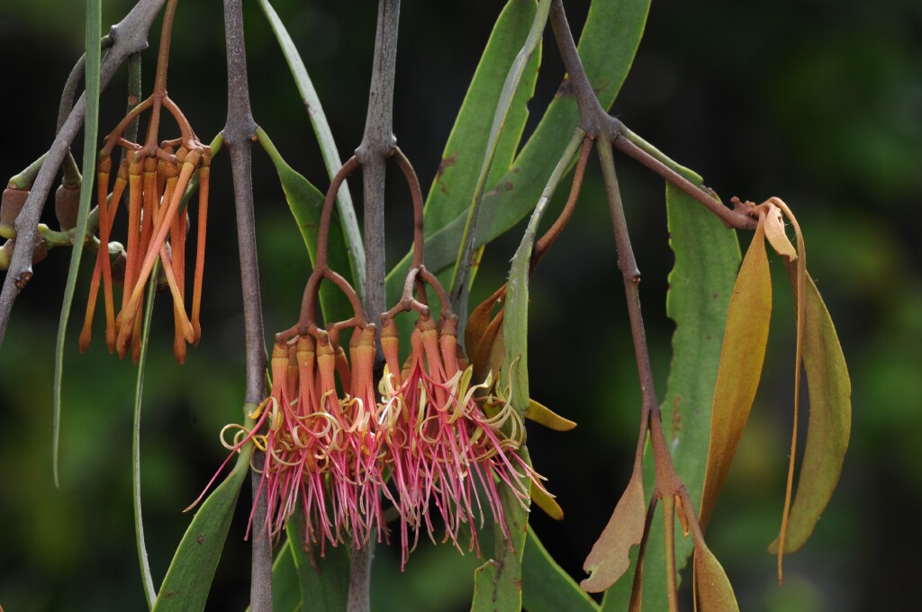 Amyema pendula subsp. pendula (hero image)