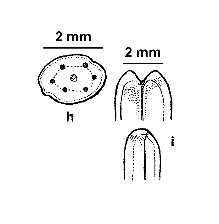 Heterozostera tasmanica (hero image)