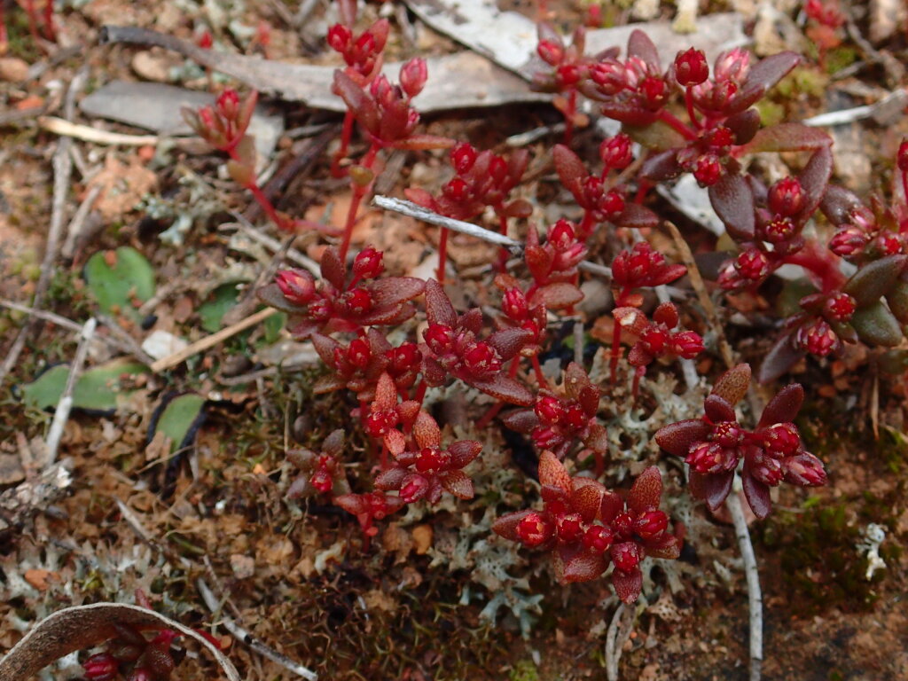 Crassulaceae (hero image)