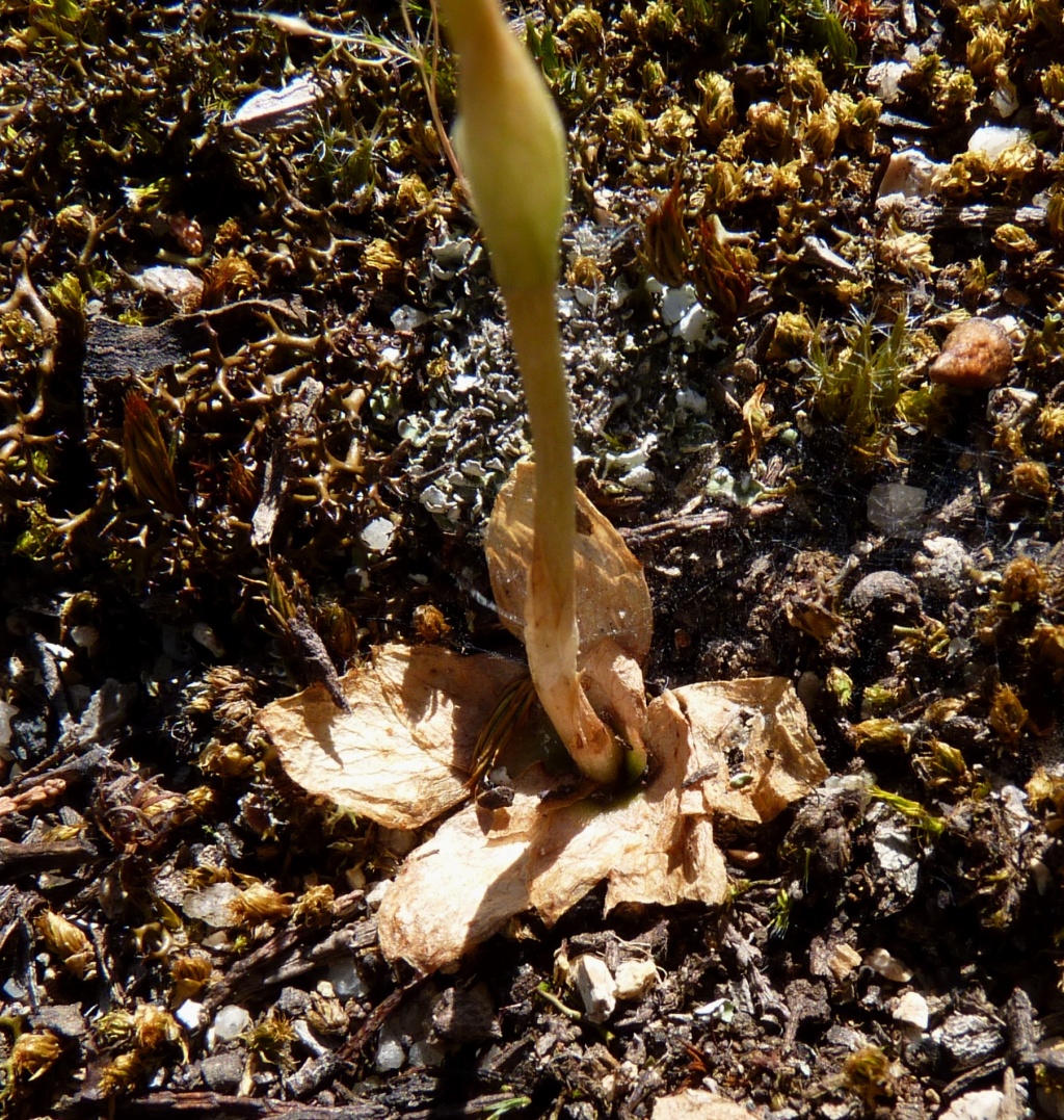 Pterostylis hamata (hero image)
