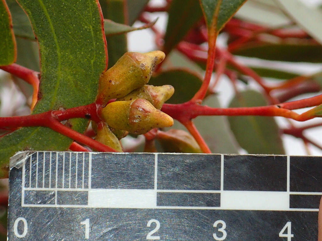 Eucalyptus costata (hero image)