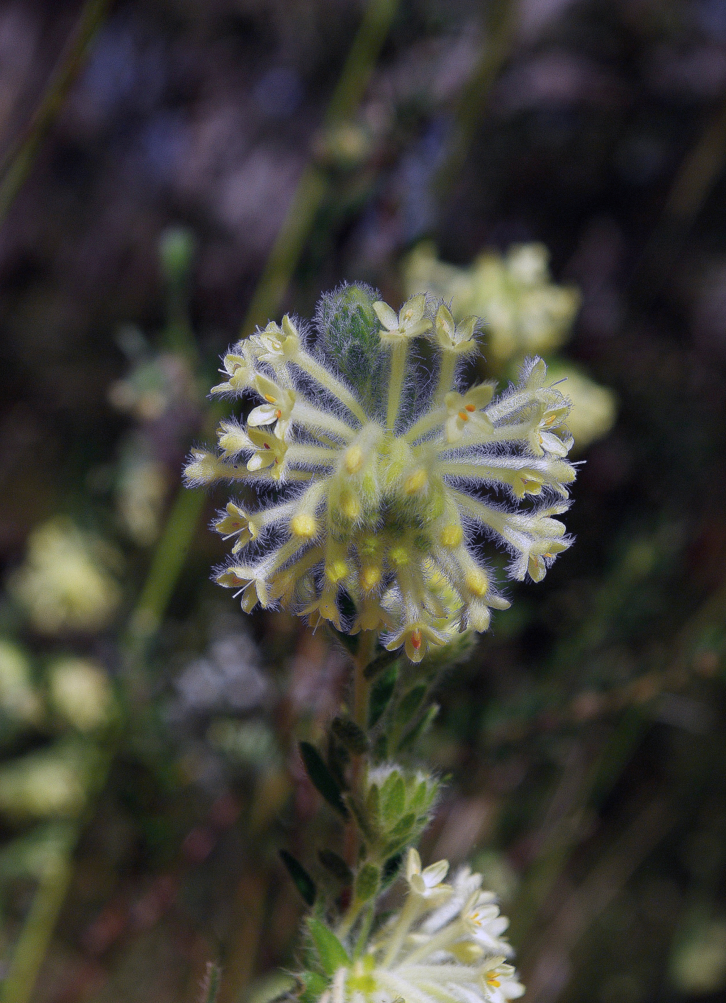 Pimelea octophylla (hero image)