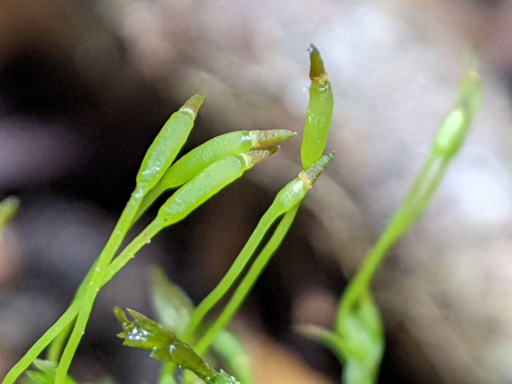 Mitteniaceae (hero image)