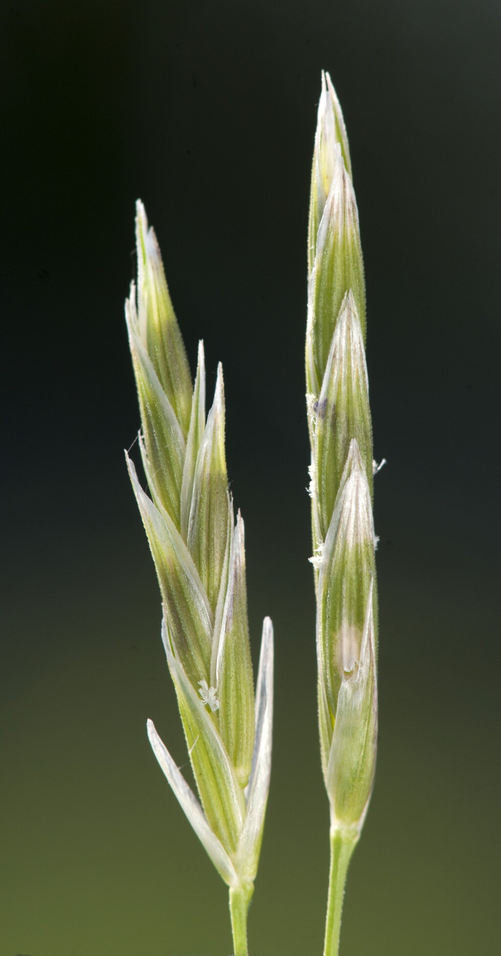 Glyceria australis (hero image)