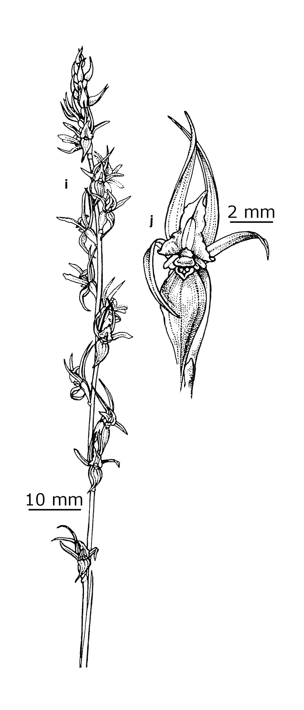 Prasophyllum sylvestre (hero image)