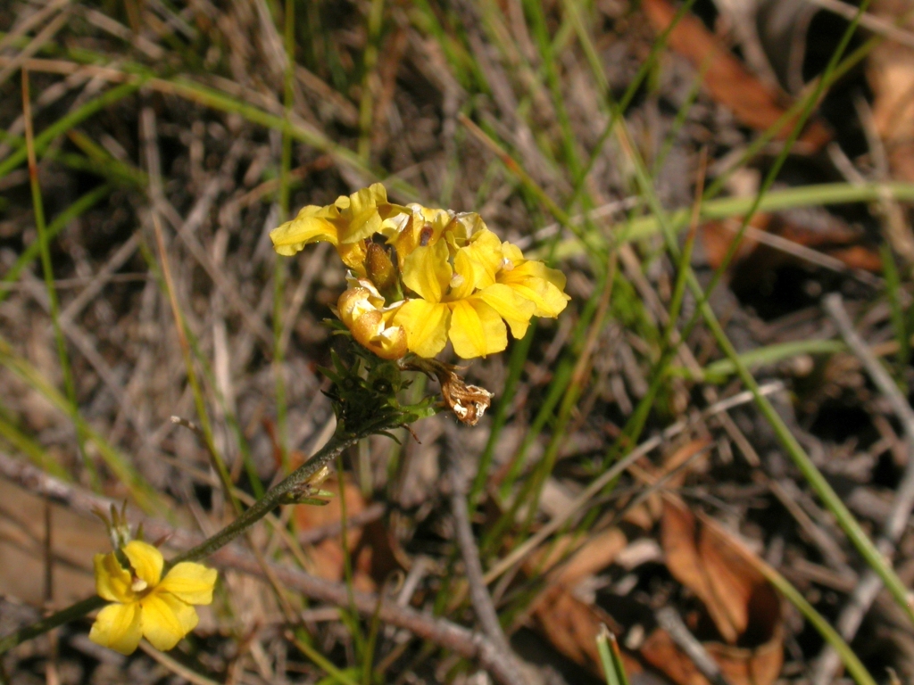 Goodenia bellidifolia (hero image)