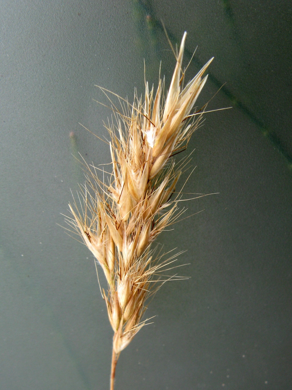 Rytidosperma setaceum (hero image)