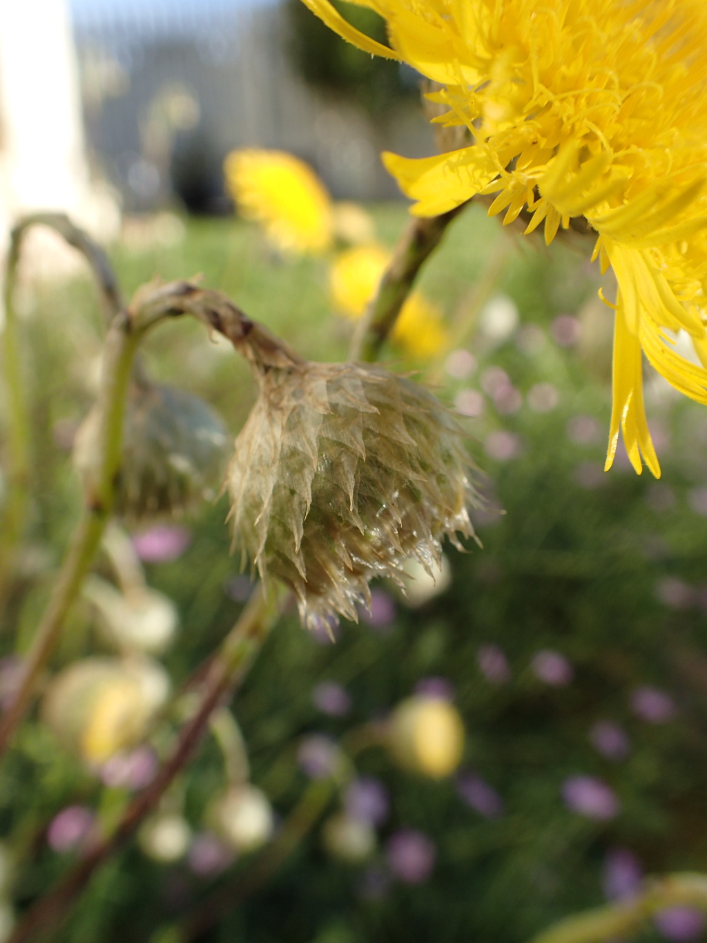 Podolepis linearifolia (hero image)