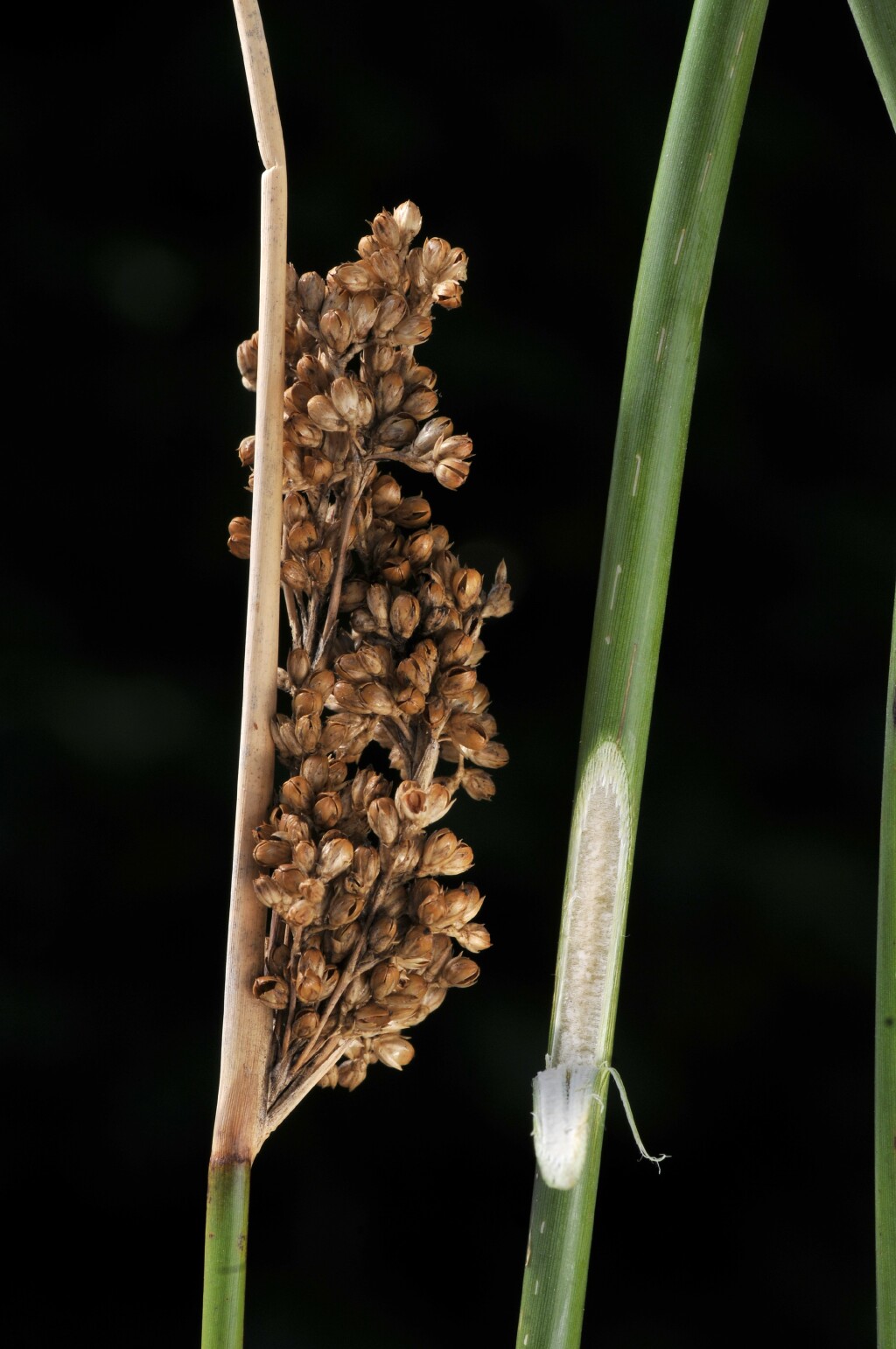 Juncus pallidus (hero image)