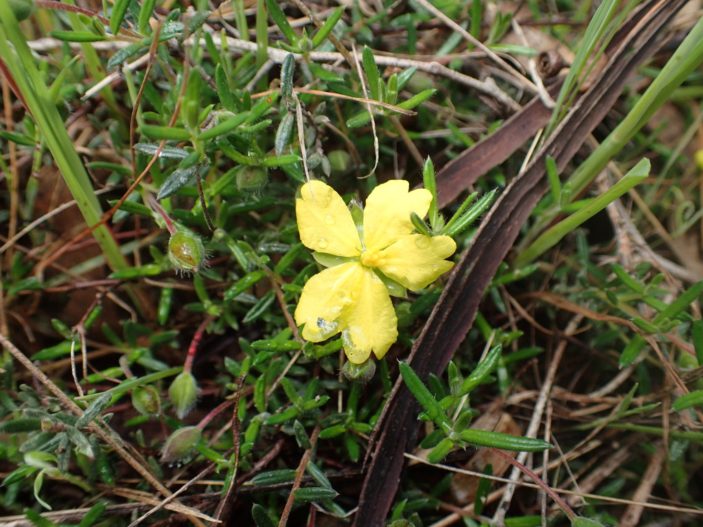 Hibbertia humifusa subsp. erigens (hero image)