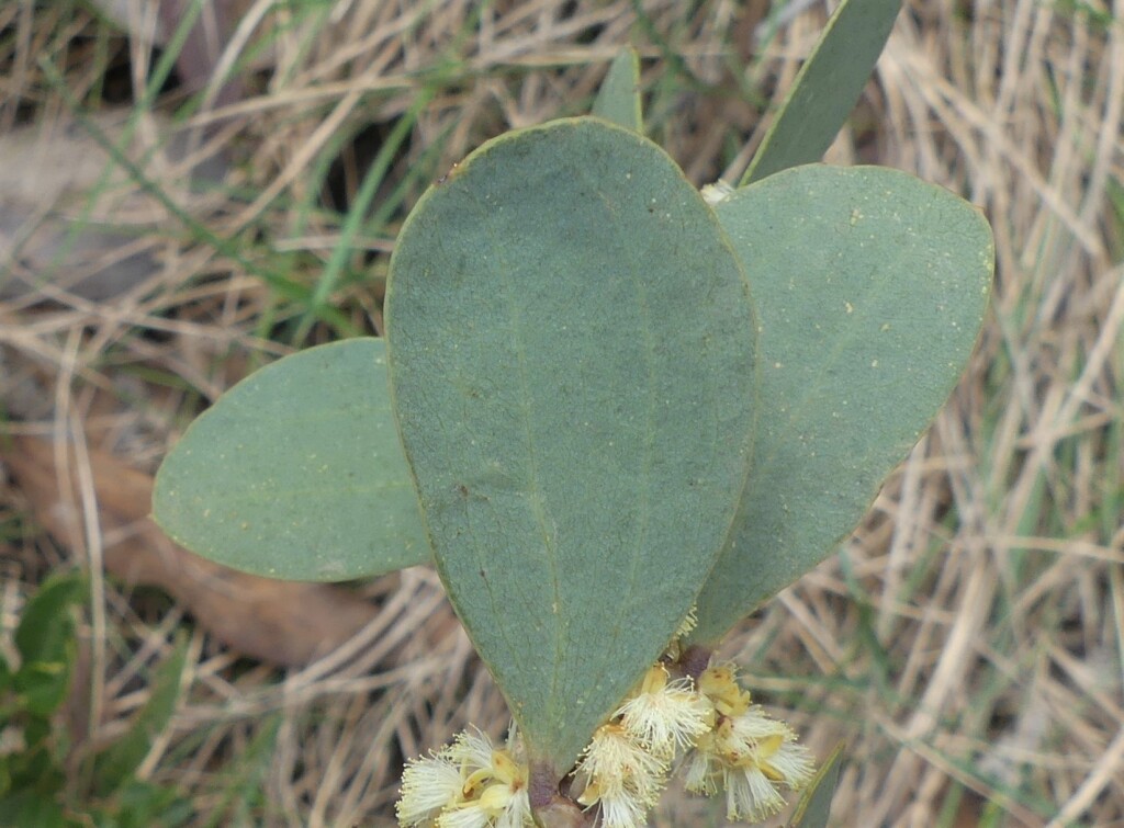 Acacia alpina (hero image)