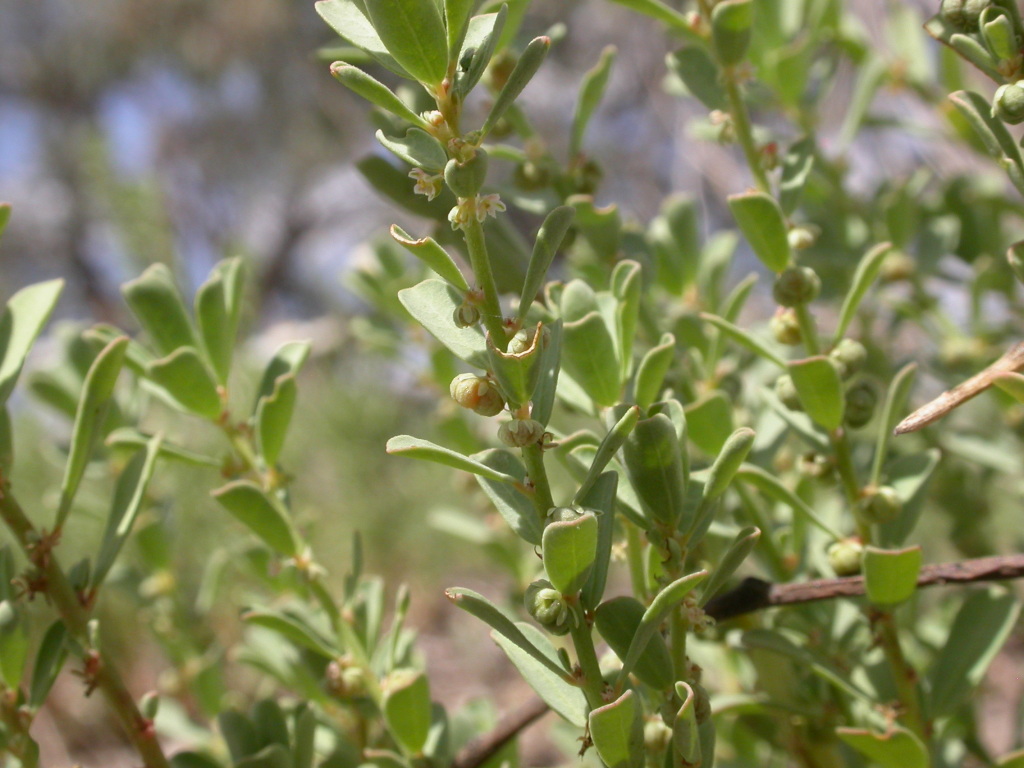 Phyllanthus lacunellus (hero image)