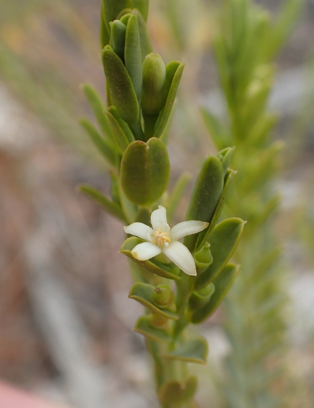 Olax stricta (hero image)