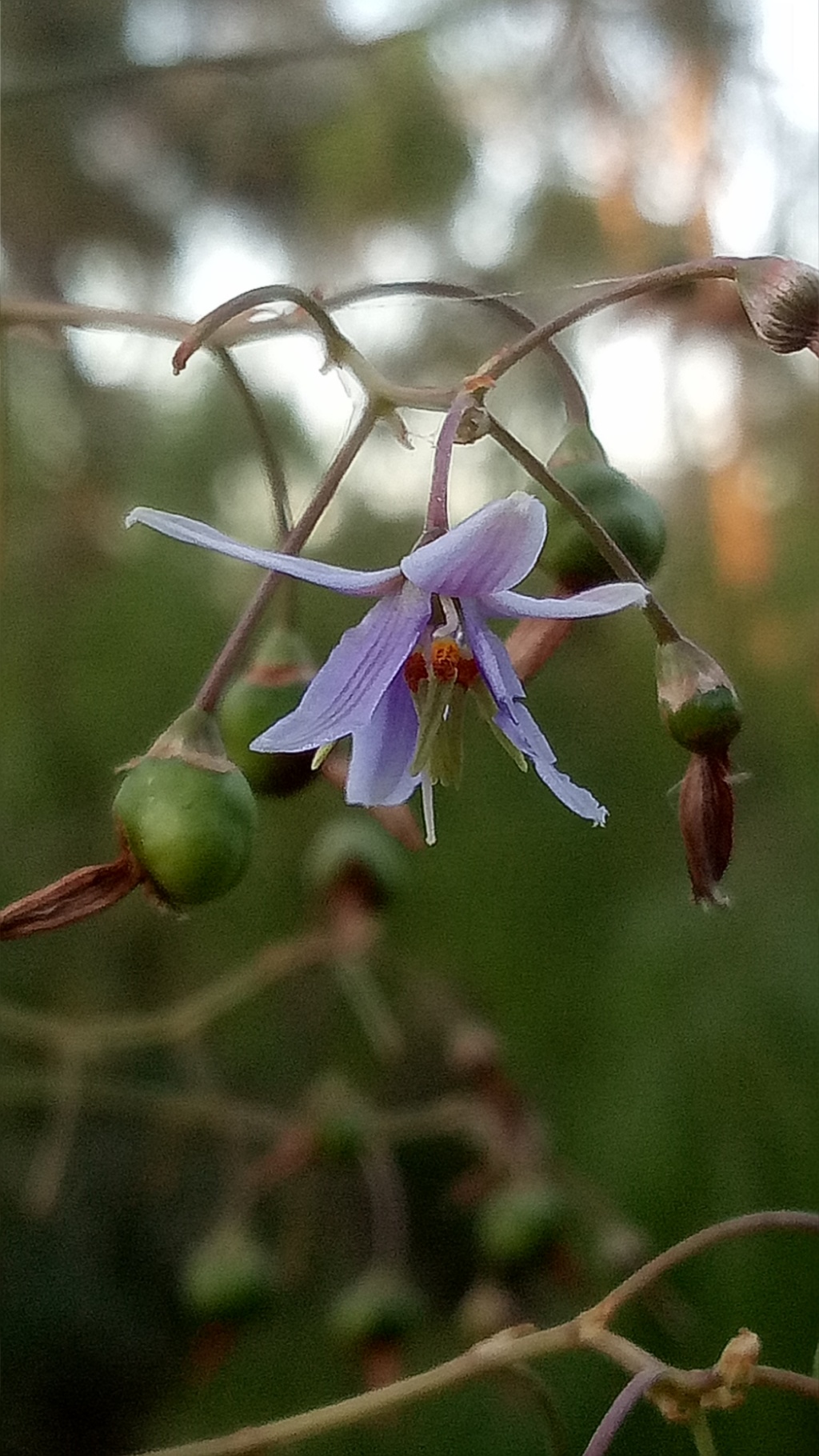 Dianella longifolia var. longifolia (hero image)