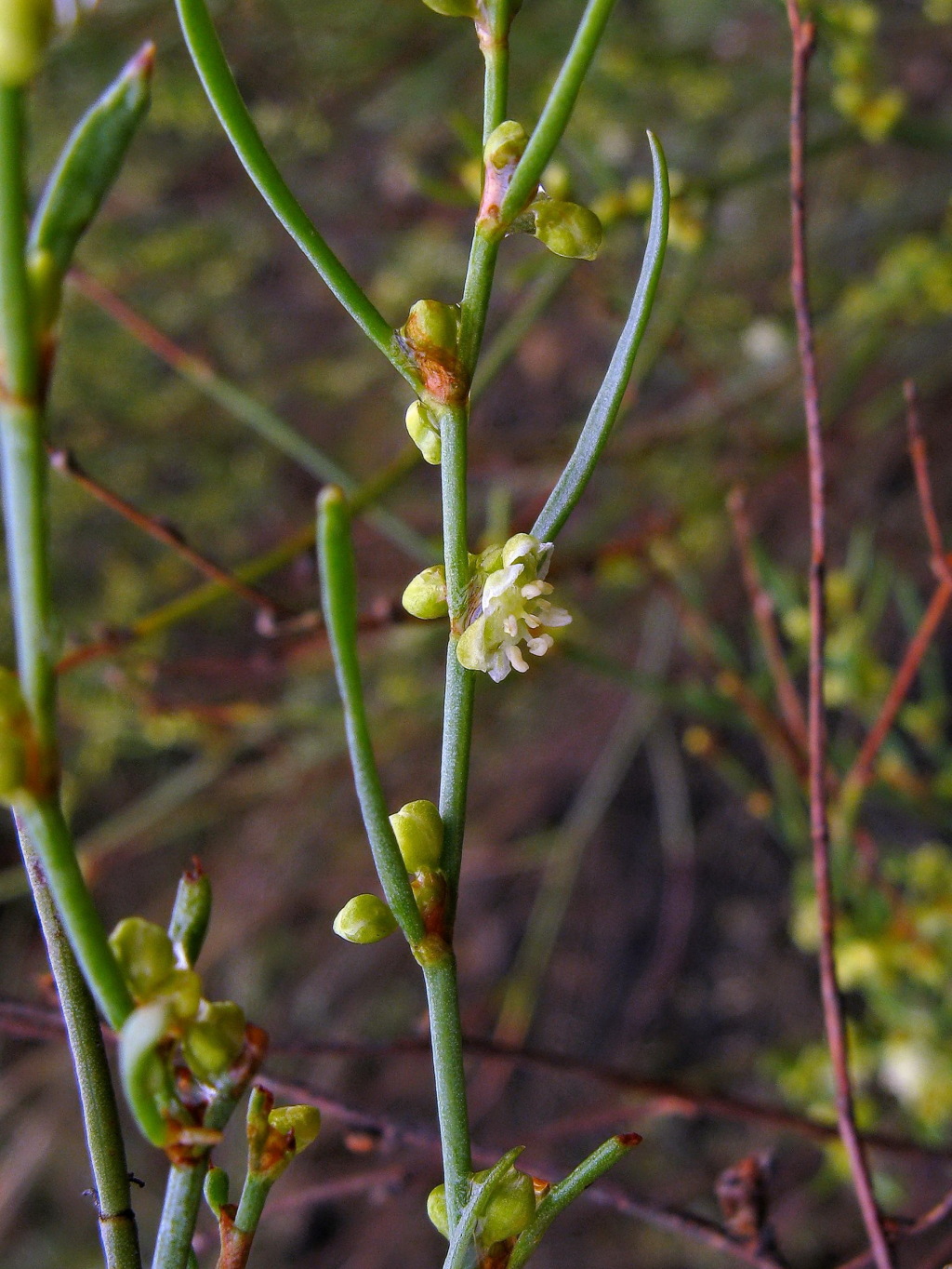 Muehlenbeckia diclina (hero image)