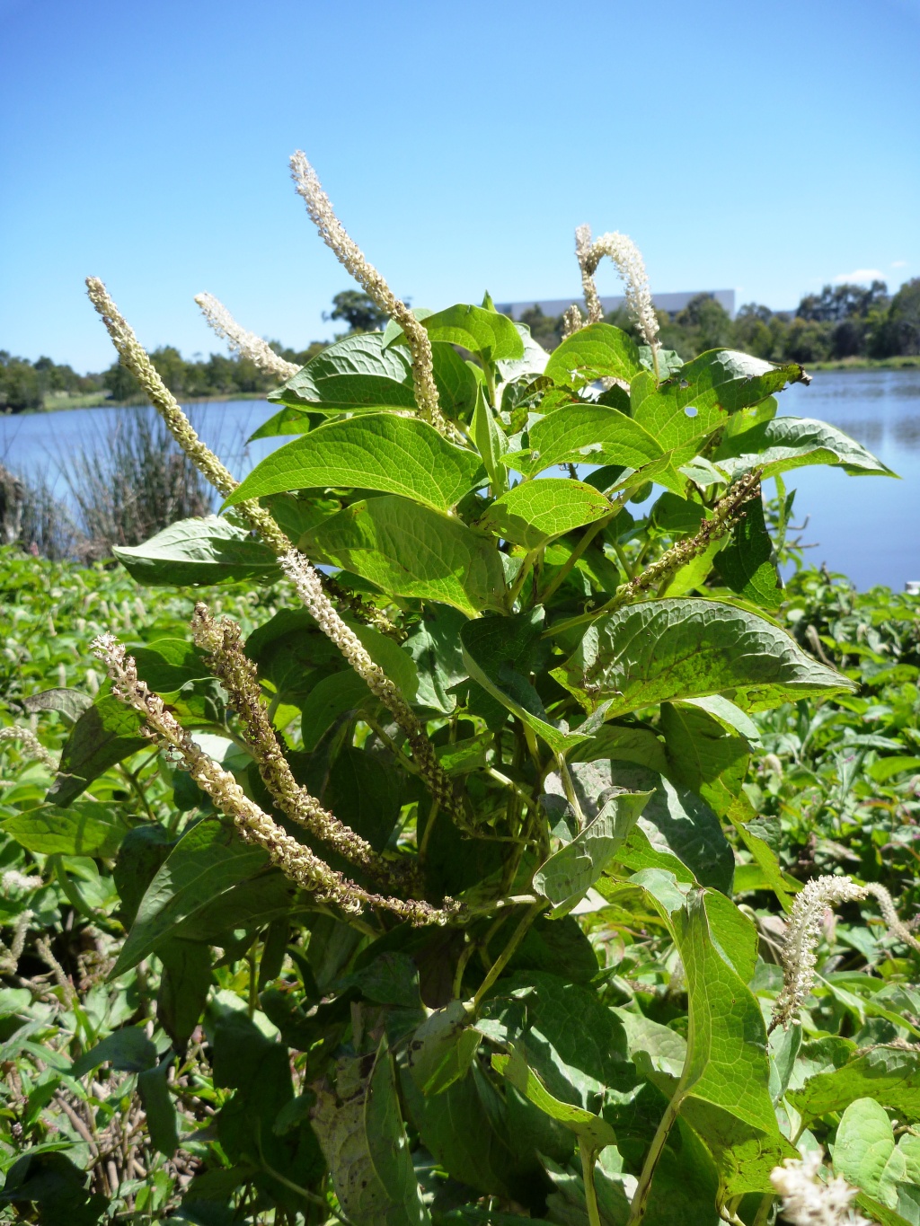 Saururaceae (hero image)