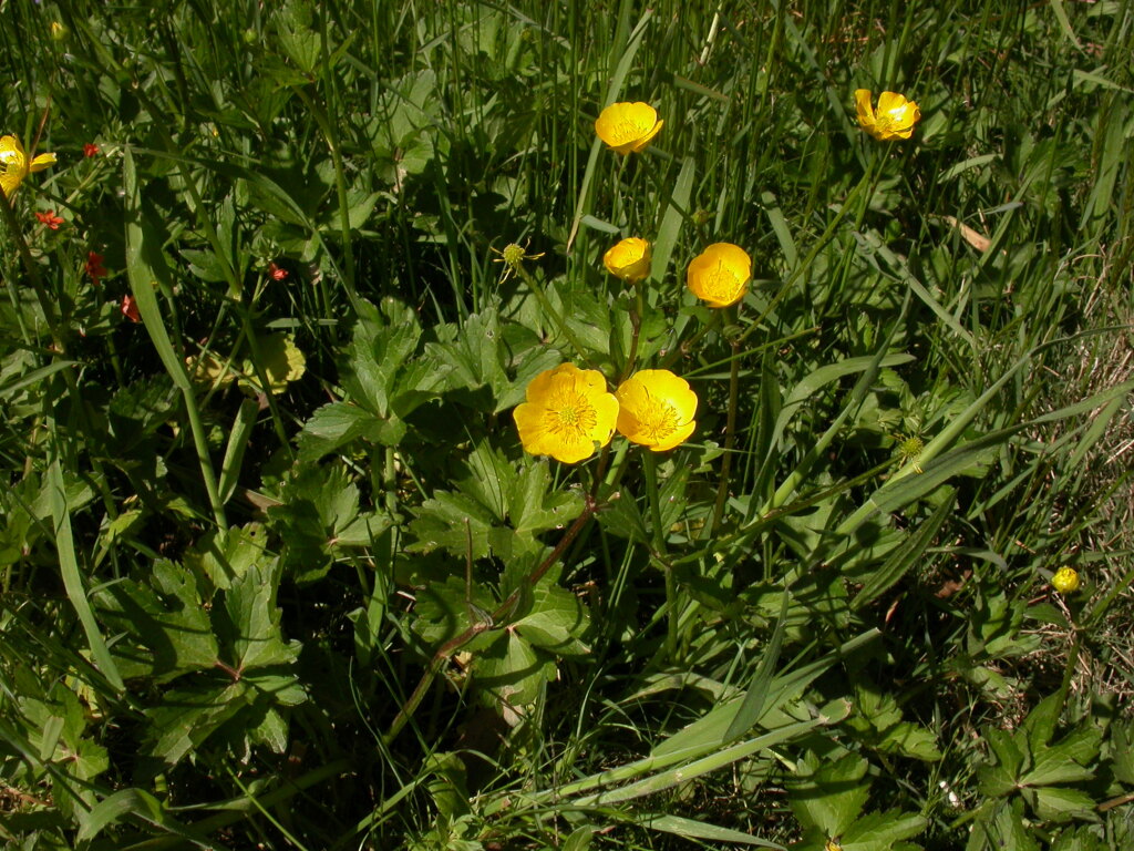 Ranunculus repens (hero image)