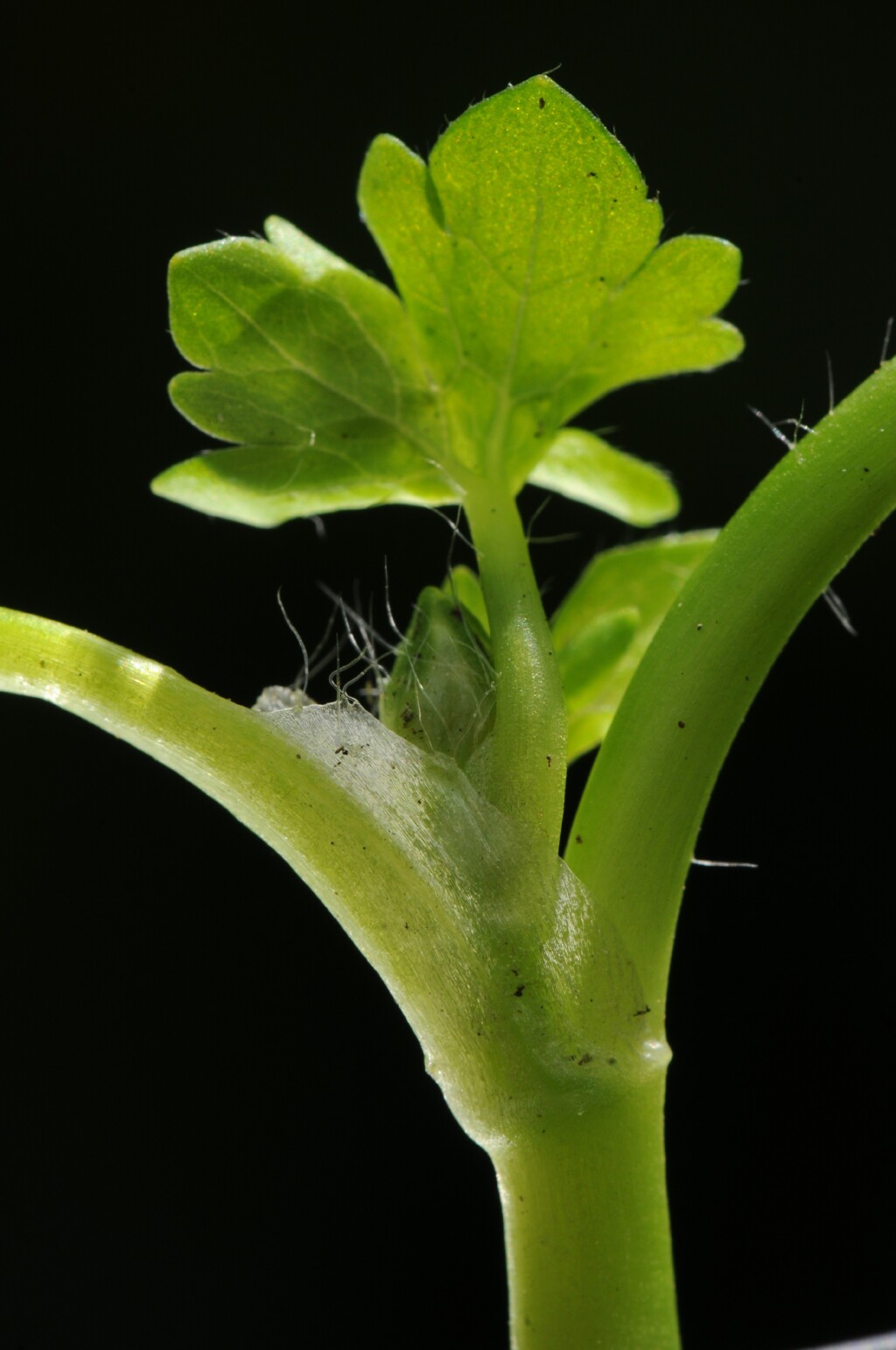 Ranunculus muricatus (hero image)