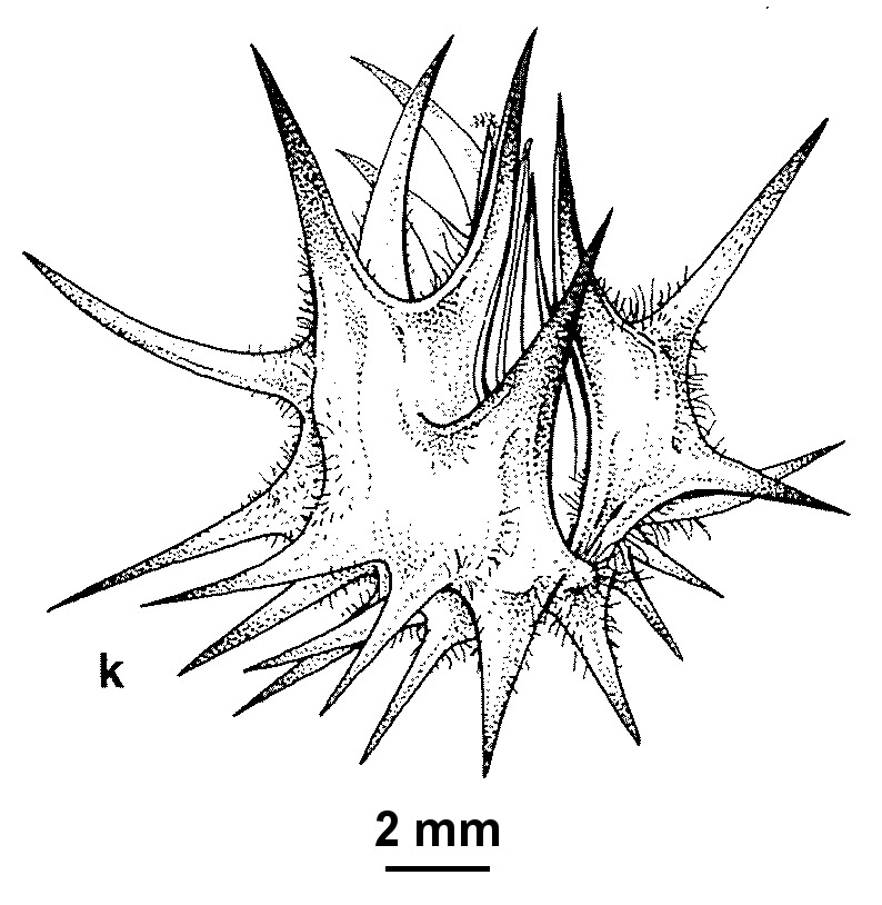 Cenchrus spinifex (hero image)