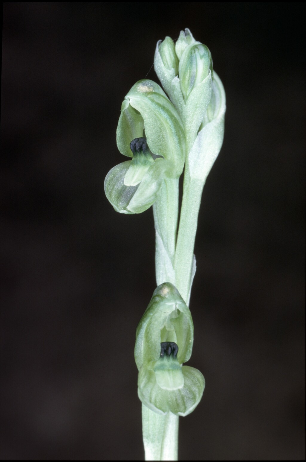 Pterostylis bicolor (hero image)