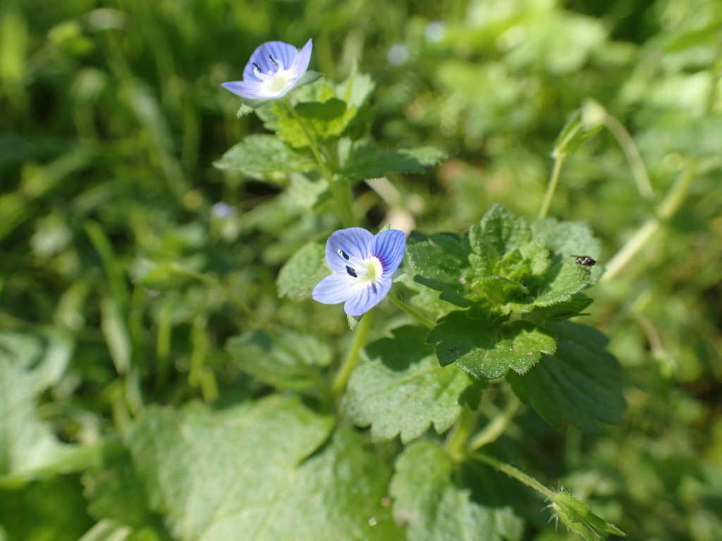 Veronica persica (hero image)